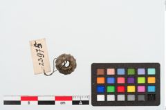 Foto von Glasaugenperle (NHMW-PRAE-023975)